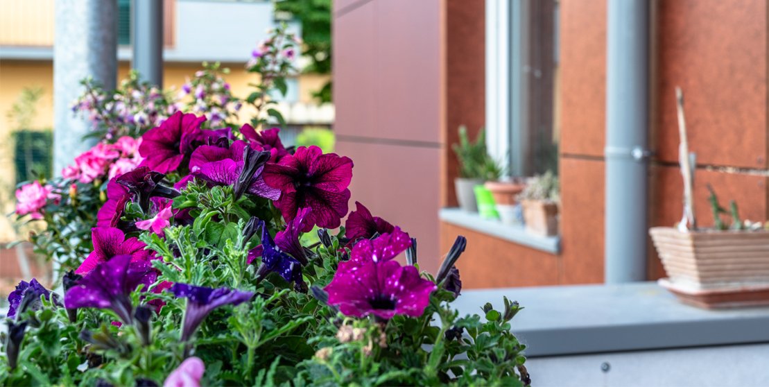house-during-renovation-flowers